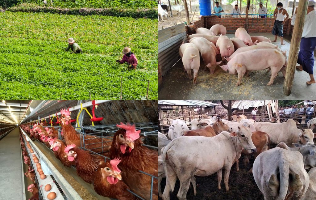 Homestead Farming - Myanmar Insider